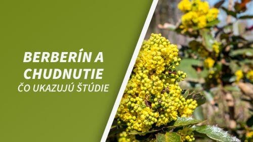 Berberín a chudnutie: čo ukazujú štúdie a aké sú skutočné výsledky