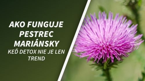 Keď detox nie je len trend: ako funguje pestrec mariánsky